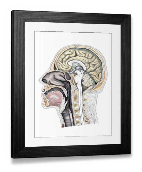 Framed Print : Medical illustration, cut through a human head and neck Framed Print : Medical illustration, cut through a human head and neck