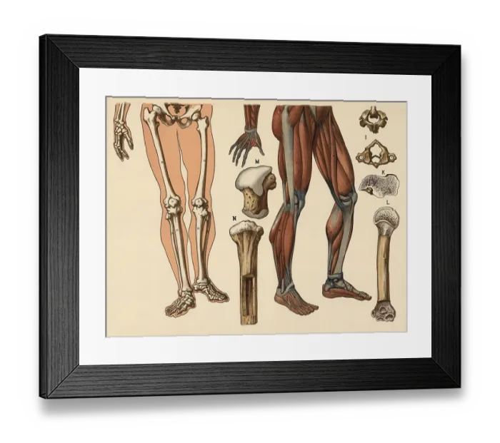 Framed Print : Medical illustration, human body