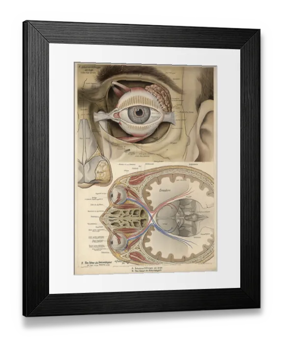 Framed Print : Medical illustration, structure of the human eye