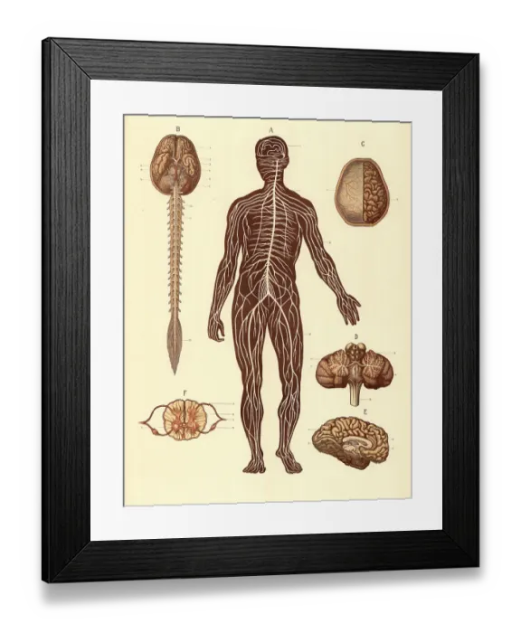 Framed Print : Medical illustration, structure of the human nervous system
