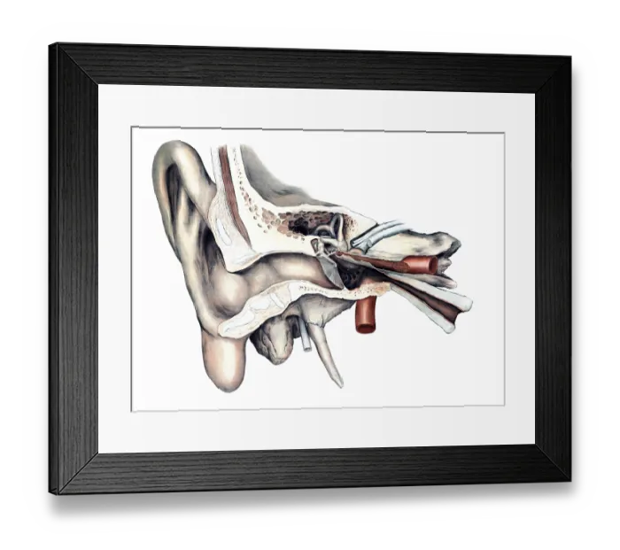 Framed Print : Medical illustration, The human hearing organ