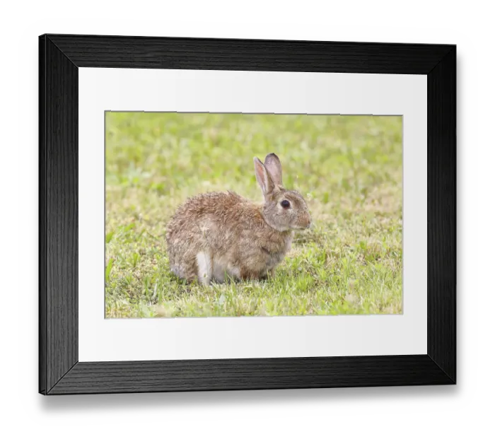 Framed Print : Wild rabbit (Oryctolagus cuniculus) Framed Print : Wild rabbit (Oryctolagus cuniculus)