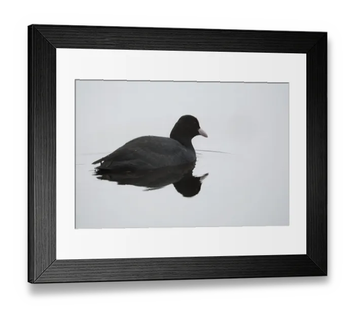Framed Print : Eurasian Coot (Fulica atra) on the water