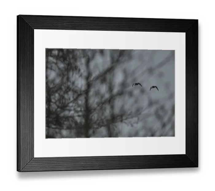 Framed Print : Flying grey geese (Anser anser) Framed Print : Flying grey geese (Anser anser)