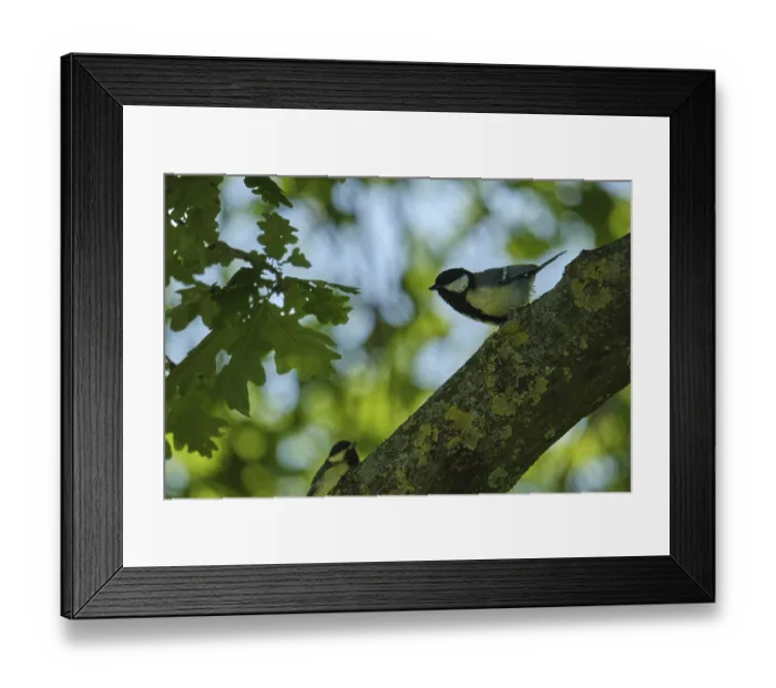 Framed Print : Great tit (Parus major) sitting in a pedunculate oak (Quercus robur) Framed Print : Great tit (Parus major) sitting in a pedunculate oak (Quercus robur)