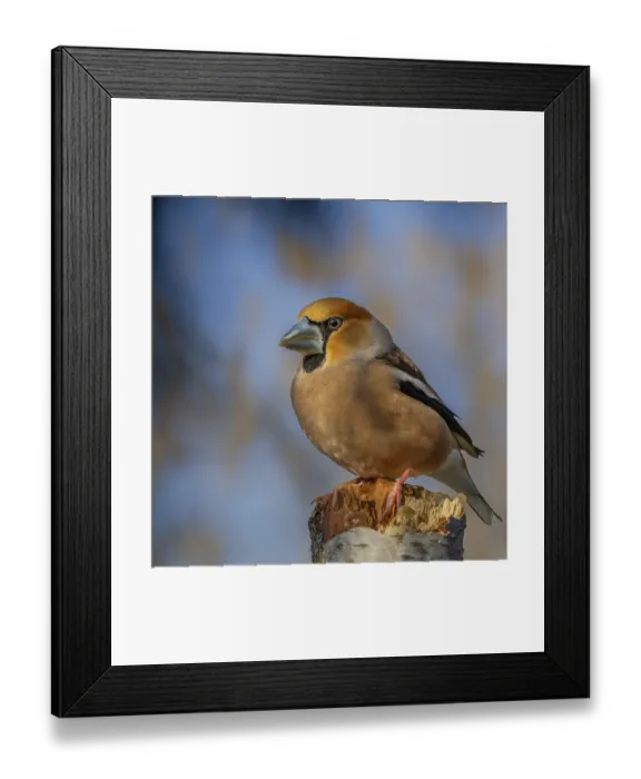 Framed Print : Hawfinch (Coccothraustes coccothraustes) sitting on a rotten tree branch