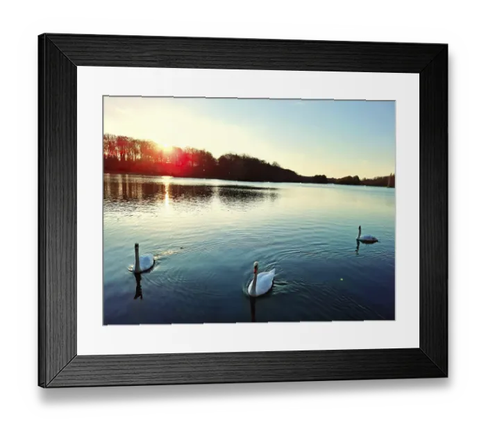 Framed Print : Three swans swim at sunset on a calm lake that reflects the evening sun