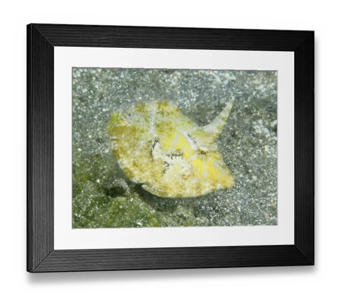 Framed Print : A yellow seagrass filefish (Acreichthys tomentosus) with a horn-shaped structure over a sandy seabed Framed Print : A yellow seagrass filefish (Acreichthys tomentosus) with a horn-shaped structure over a sandy seabed