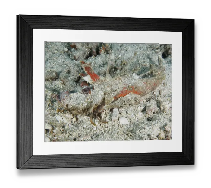 Framed Print : A well-camouflaged spiny devil fish (Inimicus didactylus) lies hidden on the sandy seabed