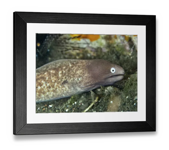 Framed Print : Close-up of white-eyed moray eel (Gymnothorax thyrsoideus) Framed Print : Close-up of white-eyed moray eel (Gymnothorax thyrsoideus)