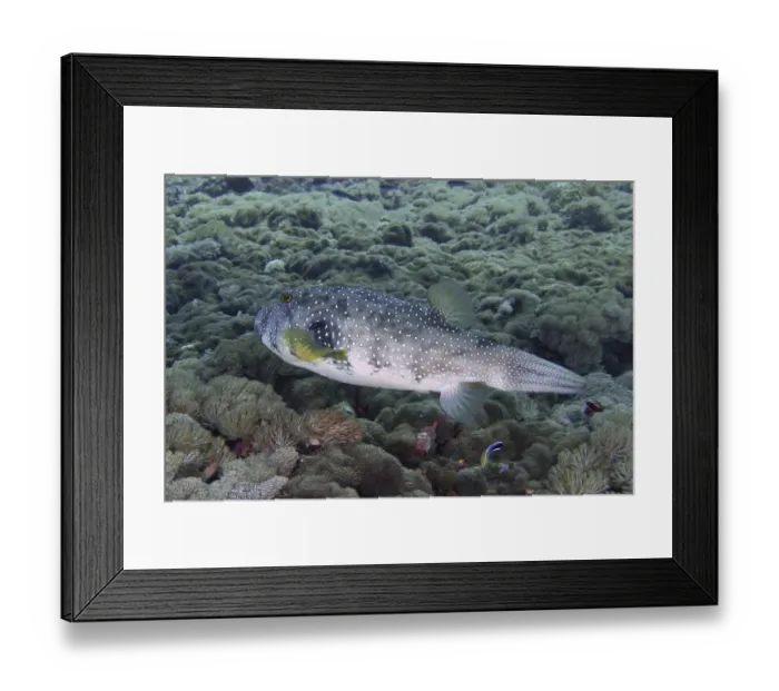 Framed Print : Spotted pufferfish, white-spotted pufferfish (Arothron hispidus) Framed Print : Spotted pufferfish, white-spotted pufferfish (Arothron hispidus)