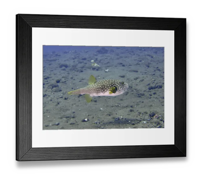 Framed Print : Pufferfish with dotted pattern Framed Print : Pufferfish with dotted pattern