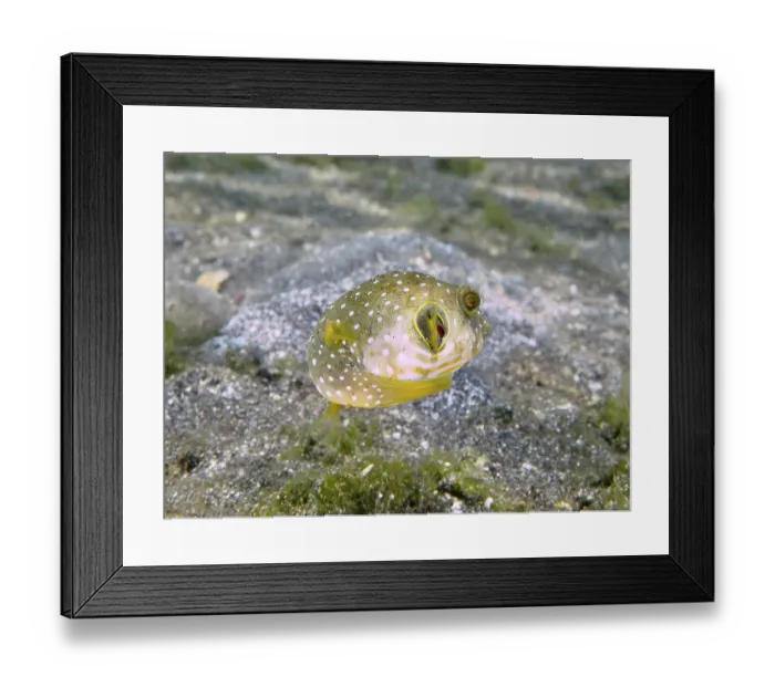 Framed Print : Small pufferfish with white spots Framed Print : Small pufferfish with white spots