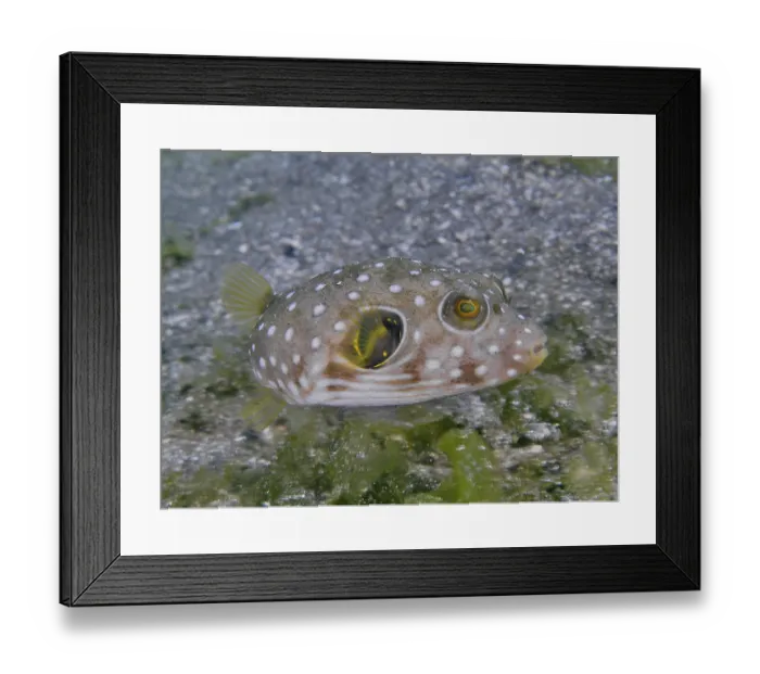 Framed Print : A spotted, roundish fish, white-spotted pufferfish (Arothron hispidus) juvenile