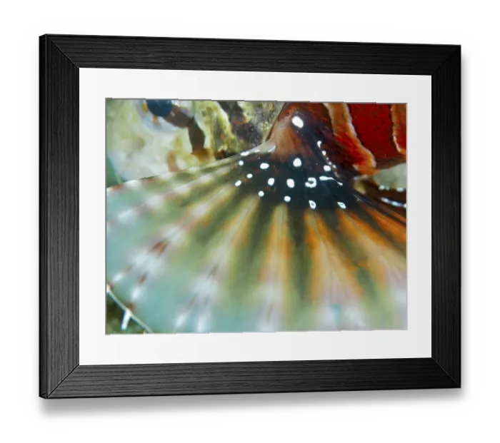 Framed Print : Close-up of a colourful fish fin with a high-contrast pattern of zebra dwarf lionfish (Dendrochirus zebra)