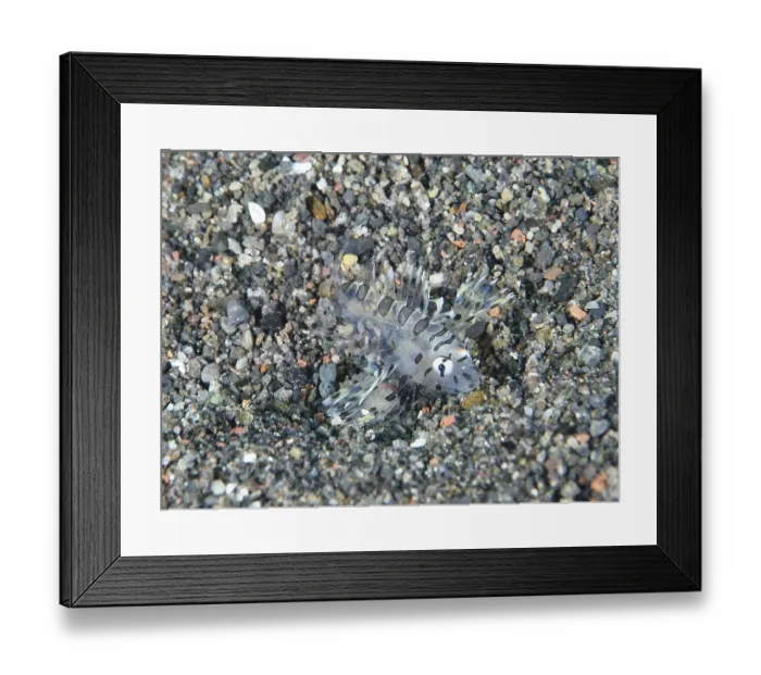 Framed Print : Transparent fish, zebra lionfish (Dendrochirus zebra) juvenile Framed Print : Transparent fish, zebra lionfish (Dendrochirus zebra) juvenile