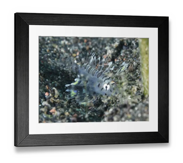 Framed Print : Small, transparent fish, zebra dwarf lionfish (Dendrochirus zebra) juvenile