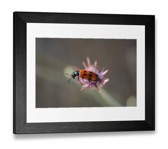 Framed Print : Insect feeding on a flower in nature