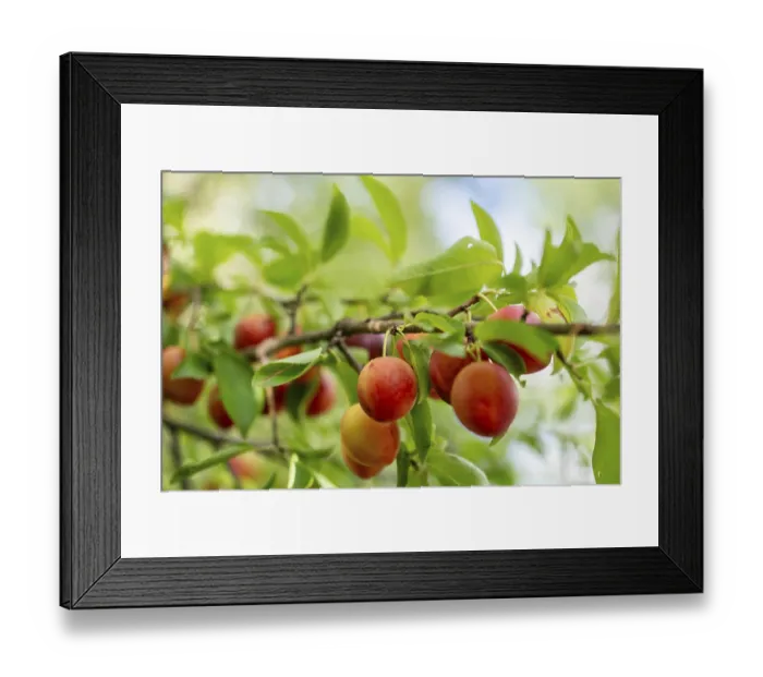 Framed Print : Wild fruit found in tree in the nature flora