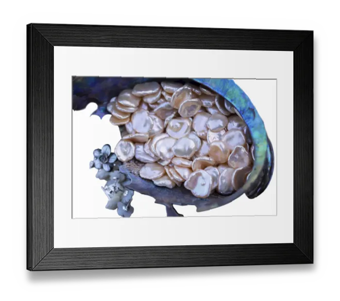 Framed Print : Beautiful seashell on a white isolated background Framed Print : Beautiful seashell on a white isolated background