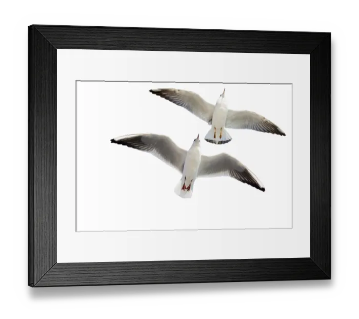 Framed Print : Seagulls flying isolated on white background