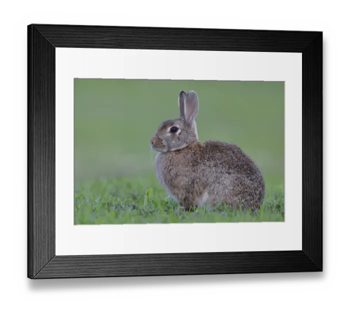 Framed Print : Wild rabbit (Oryctolagus cuniculus)