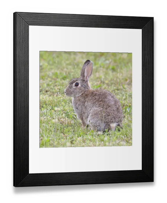 Framed Print : Wild rabbit (Oryctolagus cuniculus)