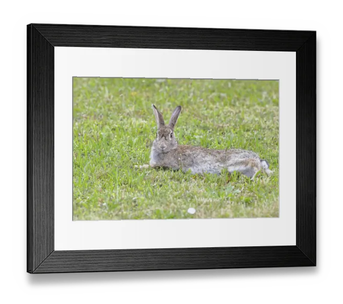 Framed Print : Wild rabbit (Oryctolagus cuniculus)