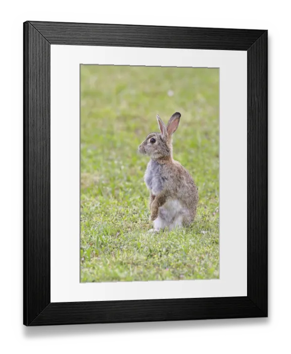 Framed Print : Wild rabbit (Oryctolagus cuniculus)