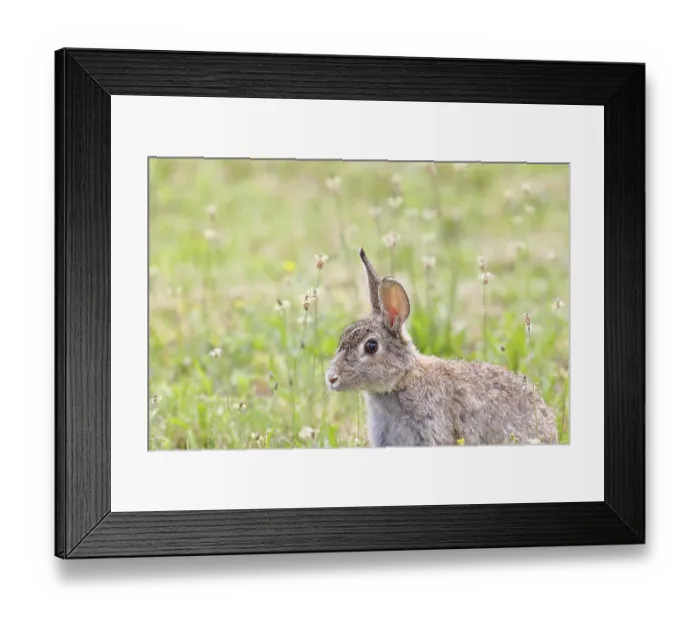 Framed Print : Wild rabbit (Oryctolagus cuniculus)