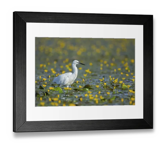 Framed Print : Little Egret (Egretta garzetta) Hungary