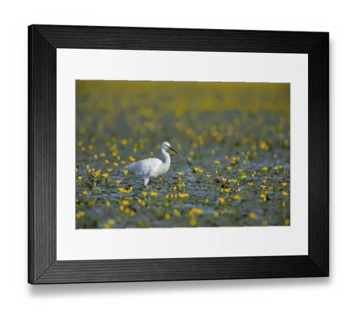Framed Print : Little Egret (Egretta garzetta) Hungary