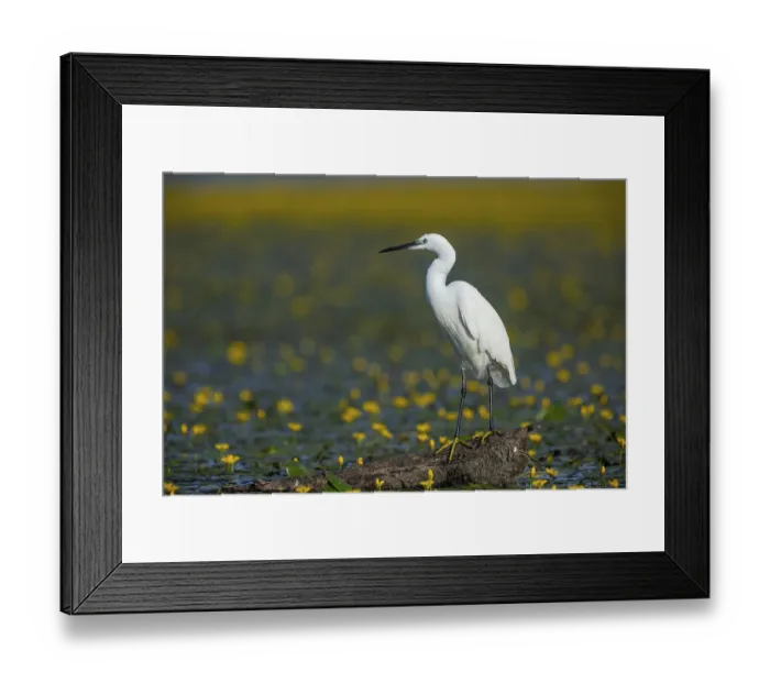 Framed Print : Little Egret (Egretta garzetta) Hungary