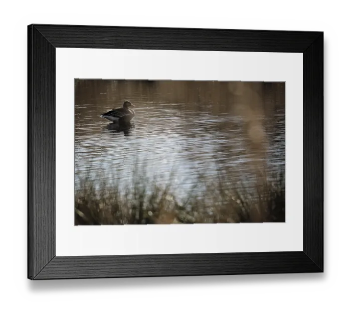 Framed Print : Grey goose (Anser anser) in the water