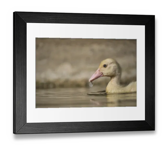 Framed Print : Warty duck chicks in water, Fatima Framed Print : Warty duck chicks in water, Fatima