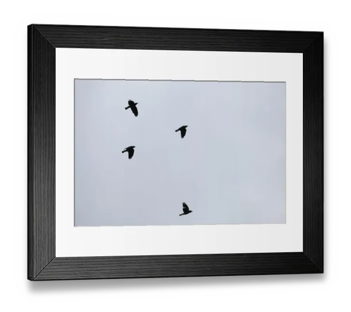 Framed Print : Flying crows (Corvus corone), Schwalm-Nette nature reserve Framed Print : Flying crows (Corvus corone), Schwalm-Nette nature reserve