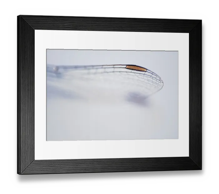 Framed Print : Close-up of dragonfly wings, Kempen Framed Print : Close-up of dragonfly wings, Kempen