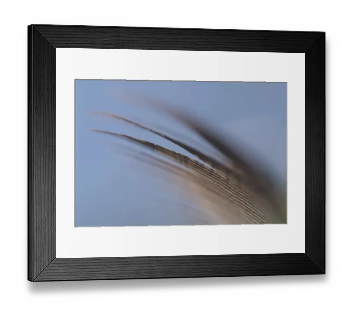 Framed Print : Close-up of a feather from a bird