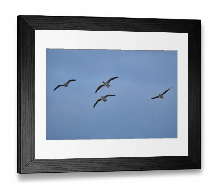 Framed Print : Flying grey geese (Anser anser)
