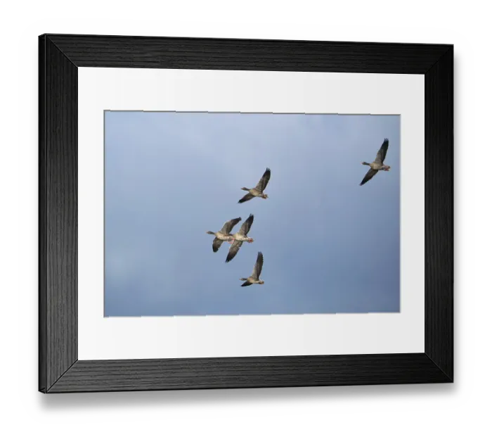 Framed Print : Flying grey geese (Anser anser) Framed Print : Flying grey geese (Anser anser)