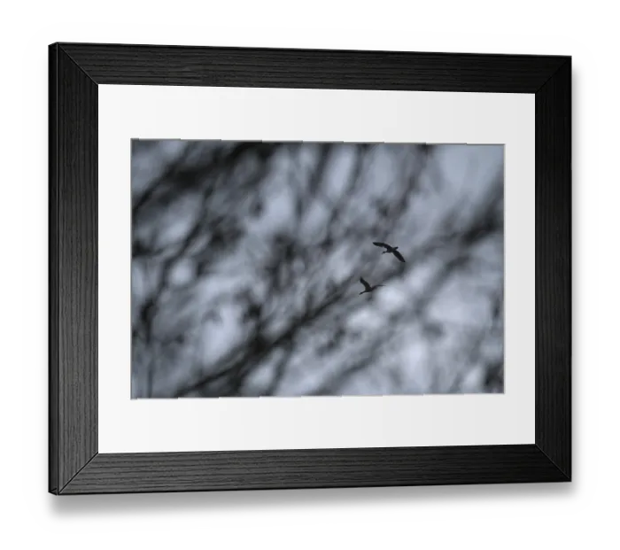 Framed Print : Flying grey geese (Anser anser)