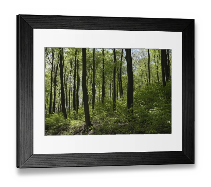 Framed Print : Deciduous forest with copper beech (Fagus silvatica)