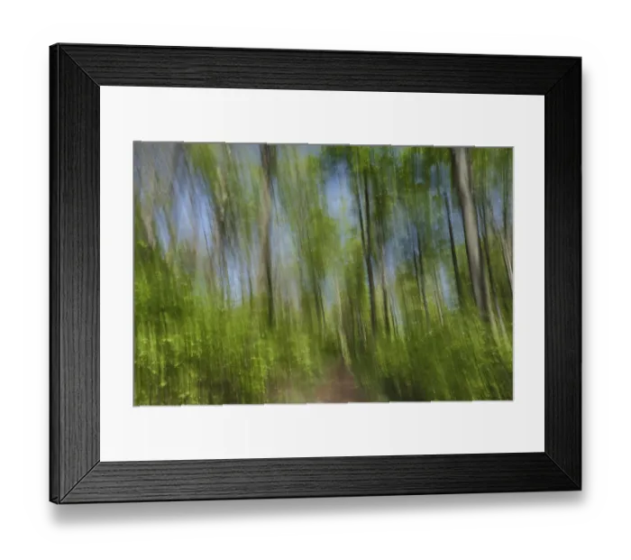 Framed Print : Deciduous forest with copper beech (Fagus silvatica)