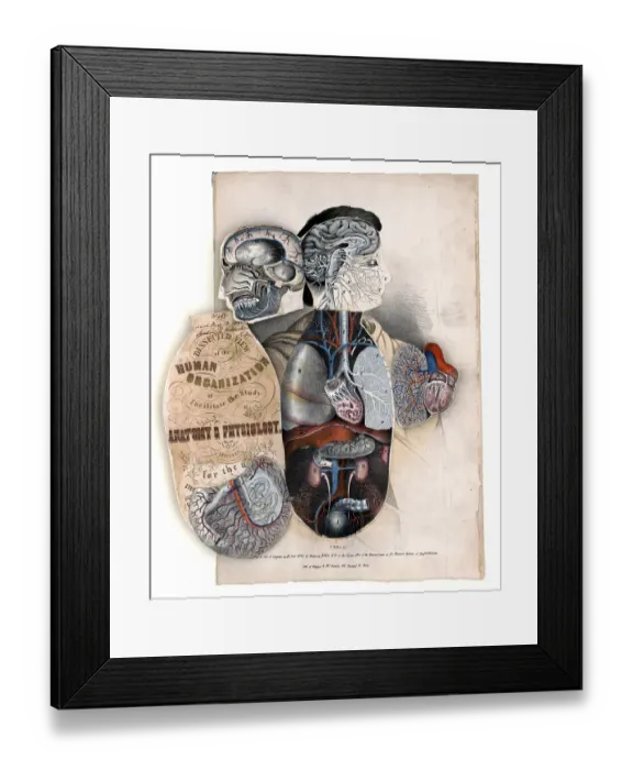Framed Print : Medical illustration, section of the human organism to facilitate the study of anatomy and physiology 1846