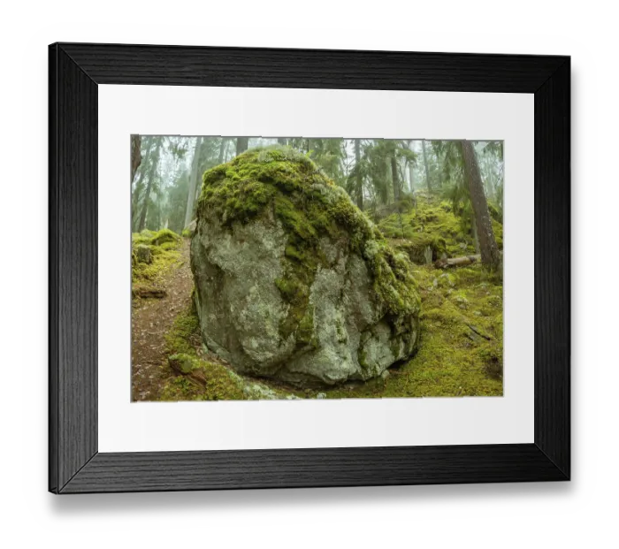 Framed Print : Ycke natural reserv is an old conifer forest in Sweden