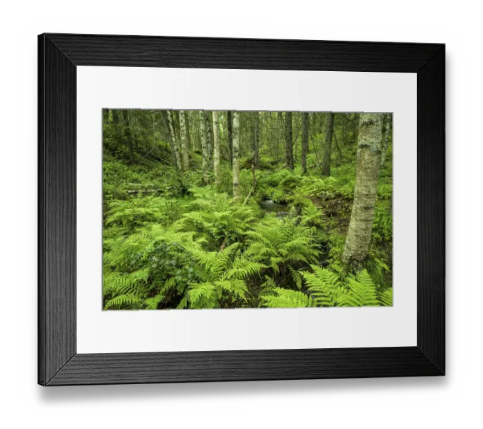 Framed Print : Dense green forest full of ferns and moss with large trees Framed Print : Dense green forest full of ferns and moss with large trees