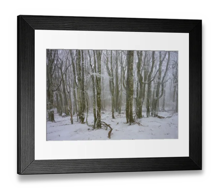 Framed Print : Dense forest in winter with snow-covered trees and quiet atmosphere