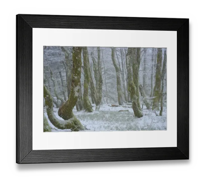 Framed Print : Snowy forest with mystical flair due to foggy conditions Framed Print : Snowy forest with mystical flair due to foggy conditions