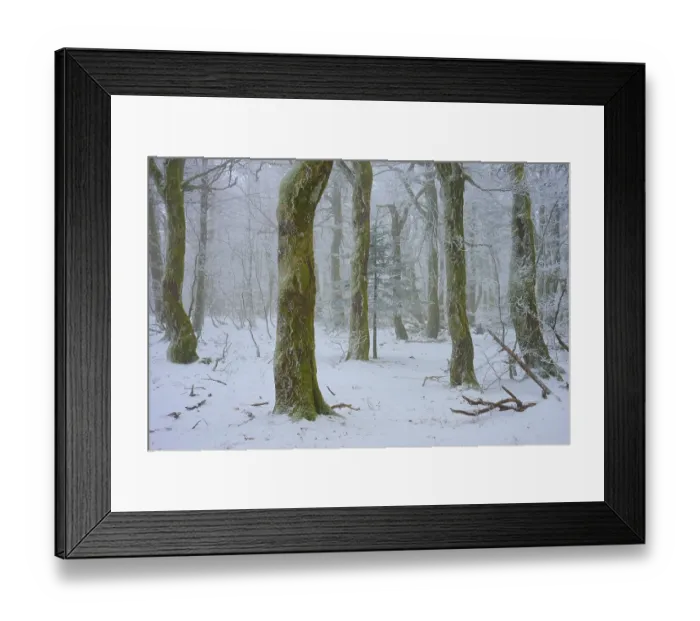 Framed Print : Snowy forest with prominent tree trunks