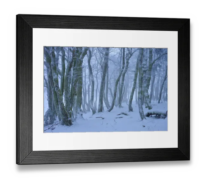Framed Print : A snowy and foggy forest that creates a mystical and cool atmosphere Framed Print : A snowy and foggy forest that creates a mystical and cool atmosphere